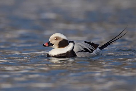 Long-tailed Duck (Clangula hyemalis) male, Ohio, USA