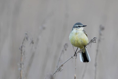 Sykes Wagtail - Schafstelze - Motacilla flava ssp. beema, Russia, adult female