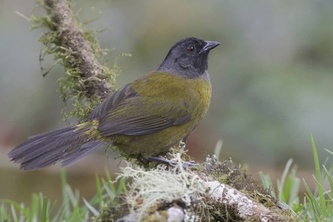 Large-footed Finch (Pezopetes capitalis), Costa Rica