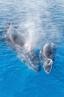Mother and Calf Humpback Whales surfacing and exhaling, Hervey Bay, Queensland, Australia