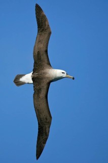 Black-browed Albatross (Thalassarche melanophris) flying, Südinsel, Neuseeland