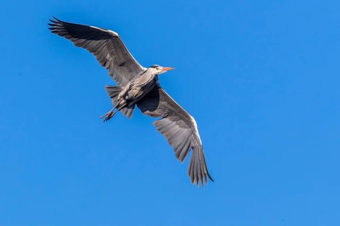 Grey Heron (Ardea cinerea) flying, Mecklenburg-Western Pomerania, Germany