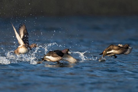 Tufted Duck (Aythya fuligula) group taking flight, Baden-Wuerttemberg, Germany