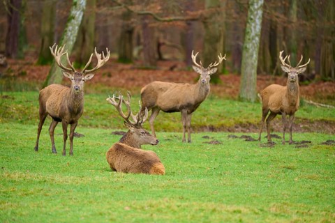Four deer, one lying down, in a peaceful forest environment, red deer (Cervus elaphus), Hesse,