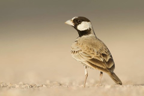 White-crowned Sparrowlark - Weissstirnlerche - Eremopterix nigriceps ssp. melanauchen, Sultanate of