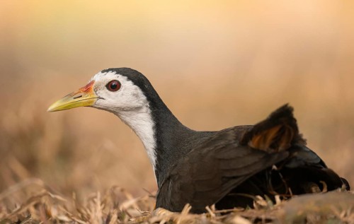 Clseup of a white-breasted waterhen (Amaurornis phoenicurus), Sreepeur, Gazipur