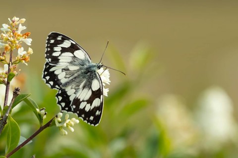 Marbled white butterfly (Melanargia galathea) adult insect feeding on flowers in summer, Suffolk,