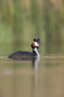 Great Crested Grebe (Podiceps cristatus), North Rhine-Westphalia, Germany