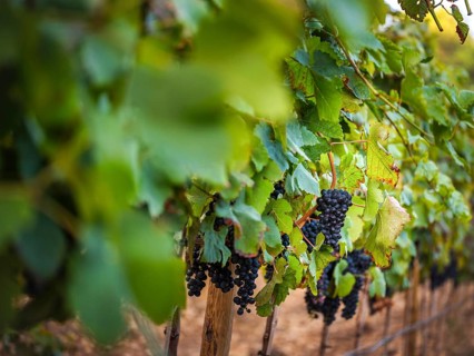 Lush green vineyard in Mallorca, Spain, with ripe black grapes hanging from vines. Perfect for wine