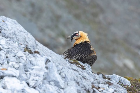 Bearded Vulture (Gypaetus barbatus), Italy