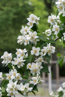 Pipevine (Philadelphus coronarius), Germany