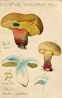 Mushroom, Mushrooms, Caloboletus calopus, Syn. Boletus calopus, authentic reproduction of an