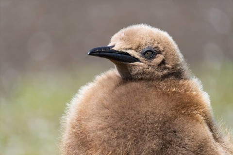 King penguin (Aptenodytes patagonicus), chick in brown down plumage, portrait, Volunteer Point,