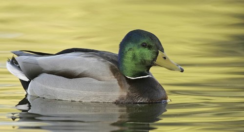 Mallard (Anas platyrhynchos) male, Arizona, USA