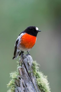 Scarlet Robin (Petroica boodang) male perched on a mossy stump, Victoria, Australia
