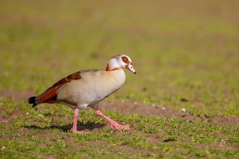 Egyptian Goose (Alopochen aegyptiaca), North Rhine-Westphalia, Germany