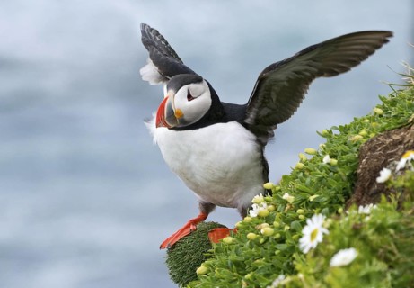 Atlantic Puffin (Fratercula arctica) on cliff, Iceland