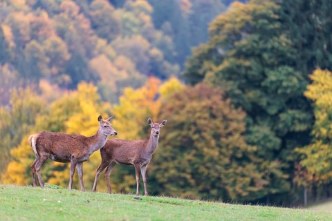 A herd of red deer cows (Cervus elaphus) stands in a meadow. In the background, a forest can be