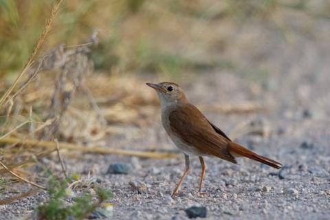 Cetti's Warbler (Cettia cetti), Lesvos, Greece