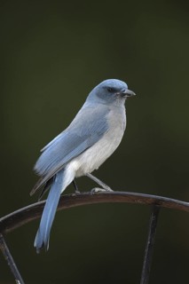 Mexican Jay (Aphelocoma wollweberi), Arizona, USA