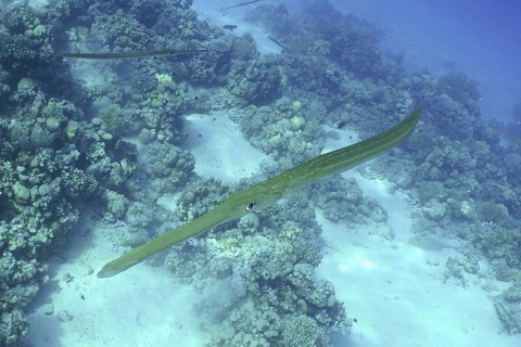Bluespotted Cornetfish (Fistularia commersonii)