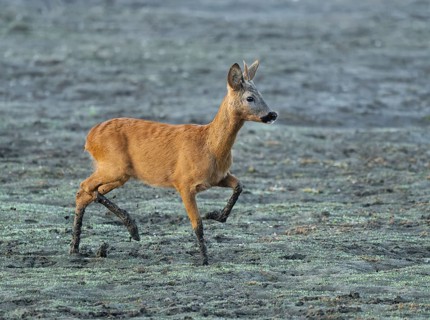 Roe deer (Capreolus capreolus), young roebuck running across a muddy surface at a lake, wildlife,