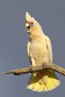 Western Corella (Cacatua pastinator), Western Australia, Australia