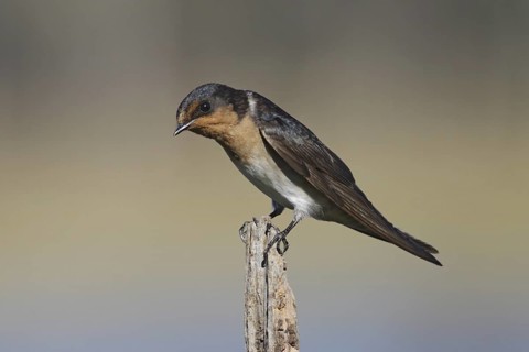 Welcome Swallow (Hirundo neoxena), New South Wales, Australia