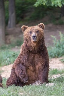 One Kamchatka brown bear (Ursus arctos piscator), resting in a forest. Some green vegetation in the