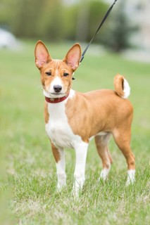 Adorable Basenji puppy enjoy an outdoor walk with his owner. The playful puppy is exploring the