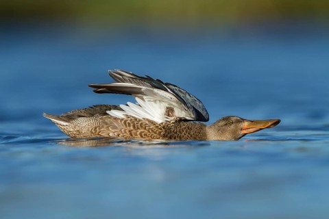 Northern Shoveler (Spatula clypeata) female, Utrecht, Netherlands