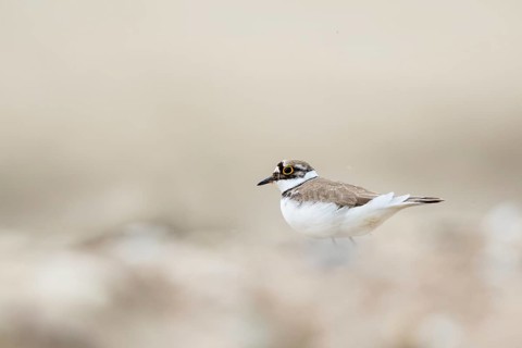 Little Ringed Plover (Charadrius dubius) male, North Rhine-Westphalia, Germany