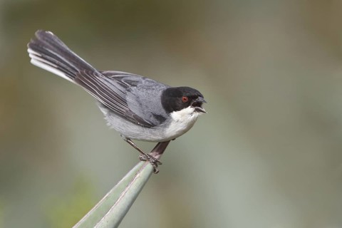 Black-capped Warbling-Finch (Poospiza melanoleuca) perched on a branch in Bolivia, South America