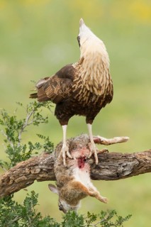 Northern Crested Caracara (Caracara cheriway), Texas, USA