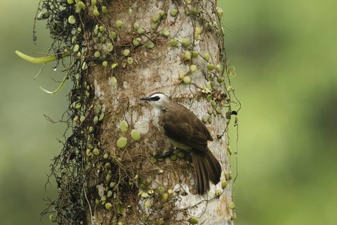 Yellow-vented Bulbul (Pycnonotus goiavier), Singapore