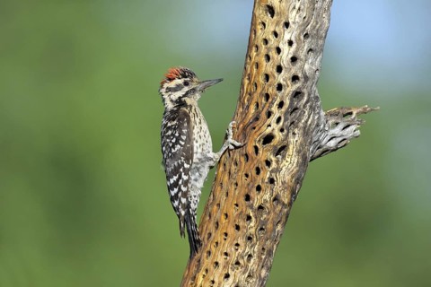 Ladder-backed Woodpecker Picoides scalaris Amado, Santa Cruz County, Arizona, United States 7 May