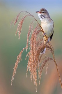 Drosselrohrsänger, Great Reed Warbler, Great Reed-Warbler, Acrocephalus arundinaceus, Rousserolle
