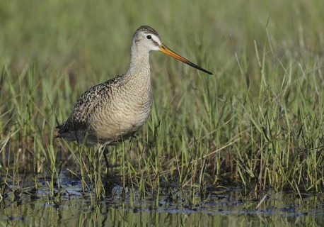 Marbled Godwit (Limosa fedoa), Texas, USA