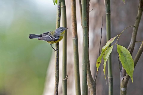 Magnolia Warbler (Setophaga magnolia) juvenile perched on a branch, Peten, Guatemala