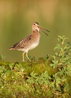 Wilson's Snipe (Gallinago delicata) calling, perched on the ground, British Columbia, Canada