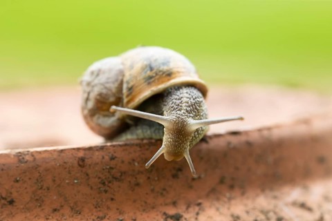 Garden snail (Cornu aspersum) adult gastropod molluscs on a garden plant pot in summer, England,