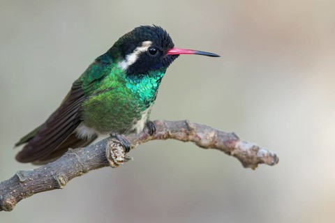 White-eared Hummingbird (Hylocharis leucotis) perched on a branch in Oaxaca, Mexico
