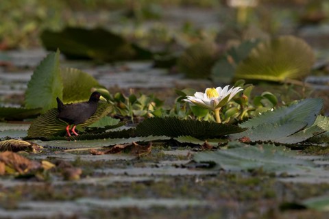 Black Crake (Amaurornis flavirostra) foraging, Semuliki National Park, Uganda
