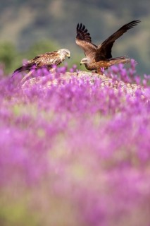 Red Kite & Black Kite (Milvus milvus & Milvus migrans), Madrid, Spain