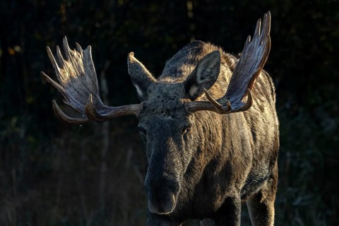 Portrait of a moose shoveler (Alces alces) in first sunlight, October, Denmark