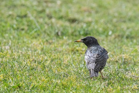 Starling (Sturnus vulgaris), Emsland, Lower Saxony, Germany