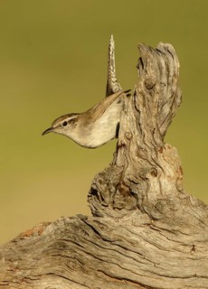 Bewick's Wren (Thryomanes bewickii), Texas, USA