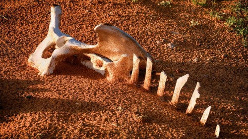 Saudi Arabia, camel bones in the desert, desert sand, Middle East