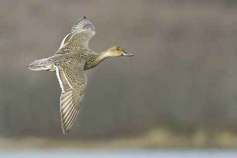 Northern Pintail (Anas acuta) female flying, British Columbia, Canada