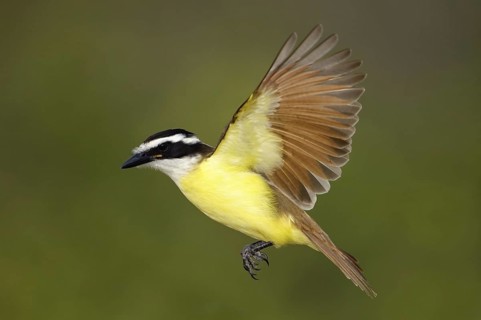 Great Kiskadee (Pitangus sulphuratus) flying, Texas, USA